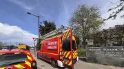 Neuf sangliers envahissent un parc pour enfants à Nîmes, intervention des secours