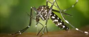 Nouveau cas de chikungunya à Saint-Brès : deux opérations de démoustication