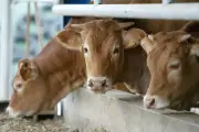 Nouvelle-Aquitaine : baisse des fermes, hausse de leur taille et érosion des cheptels