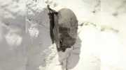 Nuit de la chauve-souris à Saint-Pons-de-Thomières : immersion nocturne au cœur du Haut-Languedoc