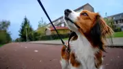Offre d'emploi insolite : 70 000 € pour garder un chien en Angleterre