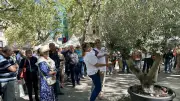 Olives en fête : la 11e édition célèbre l'AOP Huile d'olive de Nîmes à Uzès