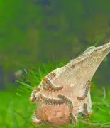 Oléron subventionne des éco-pièges contre les chenilles processionnaires urticantes