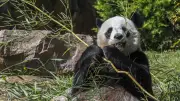 Pandas de Beauval : qu'est-ce que la diplomatie du panda ?