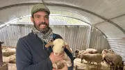 Parrainage d'agnelles dans le Gard : une initiative solidaire et écologique