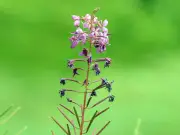 Phytothérapie : la naturalité n'excuse pas l'absence de preuves scientifiques