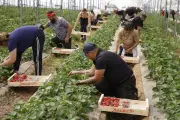 Pic de production des fraises en Dordogne : les producteurs face au défi climatique