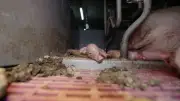 Porcelets castrés à vif, cadavres en décomposition : L214 porte plainte en Bretagne