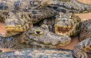 Porto Rico : un chasseur capture 16 caïmans en une nuit, une prise record