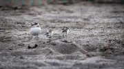 Poussins gravelots : 2 cm, quasi invisibles, menacés sur la plage de la Maïre
