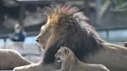 Premier zoo sans animaux en Europe : une expérience en réalité virtuelle