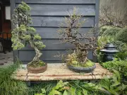 Première exposition de bonsaïs au château de Biron les 16 et 17 mai