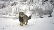 Première photo d'un chat de Pallas dans l'Himalaya