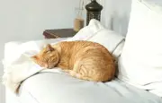 Prendre soin de son chien ou chat âgé : conseils de chercheurs