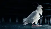Projet russe biodrone PJN-1 : des pigeons pilotés à distance par électrodes cérébrales