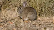 Prolifération de lapins à Mauguio : concertation pour une gestion responsable