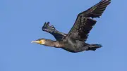 Pyrénées-Orientales : 35 grands cormorans protégés abattus annuellement jusqu'en 2029