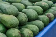 Rappel d'avocats contaminés au cadmium chez Lidl dans le Var et les Alpes-Maritimes