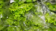 Rappel massif de salades en sachet en France : contamination à la listeria et aux salmonelles