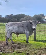 Raquel Martin, torera de 22 ans, en vedette à Mugron pour une novillada piquée