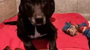 Refuge de Beaucaire : SOS pour Xena et ses compagnons
