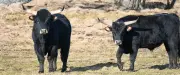 Retour des aurochs au Danemark après 400 ans d'extinction