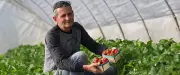 Saison des fraises retardée par le manque de soleil : le témoignage d'un producteur du Gard