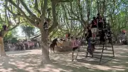 Salindres : fête taurine interrompue après des débordements de jeunes
