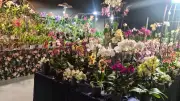 Salon des orchidées à Saint-Just : 3 000 fleurs et 250 variétés exposées