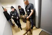 Sierra, le malinois qui traque les stupéfiants dans l'aire toulonnaise
