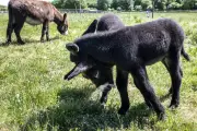 Six bébés ânes naissent à l'asinerie de Dampierre-sur-Boutonne