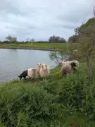 Six moutons pour l'éco-pâturage au bassin des Galiotes jusqu'en septembre