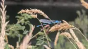 Sélection du jour en Lozère : libellules, concert et balade
