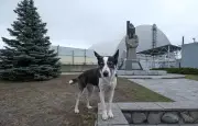 Tchernobyl : 40 ans après, les chiens de la zone d'exclusion intriguent