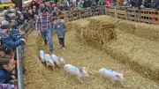 Tiercé de cochons à Vabres-l'Abbaye : les associations exigent l'arrêt d'un 