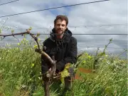 Tom Turbé, vigneron rétais, mise sur l'engrais vert pour une viticulture durable