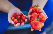 Tomate, courgette, avocat : fruit ou légume ? Le débat botanique et culinaire