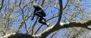 Tree Clim'Big : la compétition de grimpe d'arbres freestyle attire 72 sportifs dans le Gard
