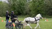 Tresques célèbre l'art de l'attelage équestre lors de son traditionnel concours