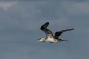 Trois associations attaquent l'État français pour la mortalité massive d'oiseaux marins