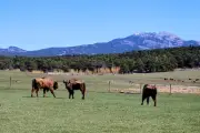 Trois bisons tchèques arrivent à la réserve des Monts d'Azur pour renouveler le sang