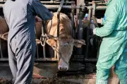 Tuberculose bovine : l'État répond aux critiques de la Chambre d'agriculture