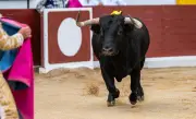 Un ancien matador meurt encorné lors des préparatifs d'une corrida picassienne à Malaga