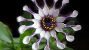 Un chercheur pleure de joie en découvrant la fleur rare qu'il cherchait depuis 13 ans