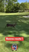 Un chevreuil capturé et relâché à Saint-Jean-de-Luz après une escapade urbaine
