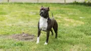 Un chien retrouvé enfermé dans une voiture en plein soleil à Vernon, son pronostic vital engagé