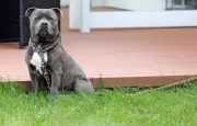 Un chien sauvé d'une voiture en plein soleil à Vernon, son pronostic vital engagé