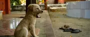 Un chiot sauve 67 personnes d'un glissement de terrain en Inde