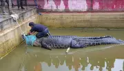Un crocodile lesté de poids retrouvé dans un canal de Roubaix par un pêcheur à l'aimant