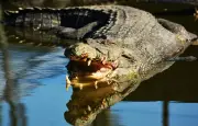 Un crocodile retrouvé mort dans un canal de Roubaix, une enquête ouverte